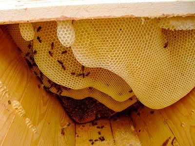Så här ser det ut inne i våra bikupor.